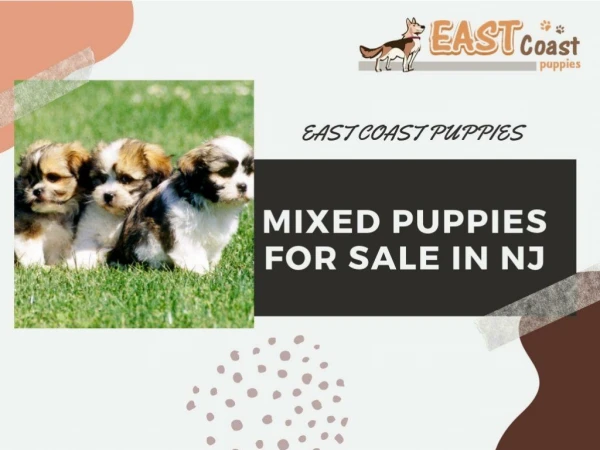 Mixed puppies for sale in NJ | East Coast Puppies