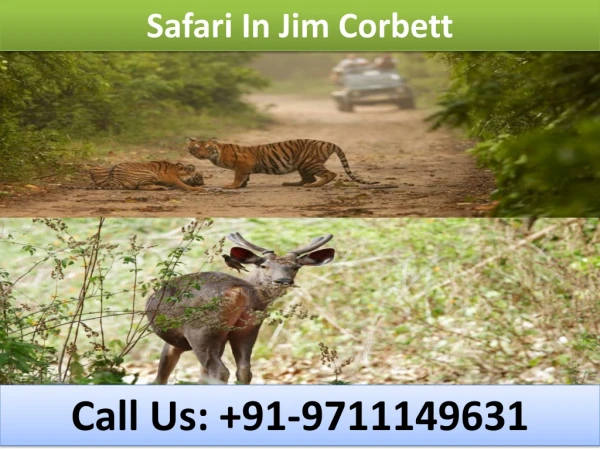 safari in jim corbett