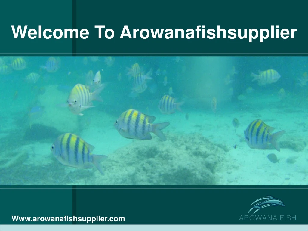 welcome to arowanafishsupplier
