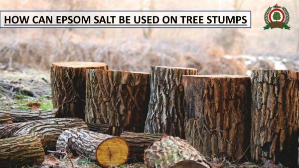 How can Epsom Salt be used on Tree Stumps