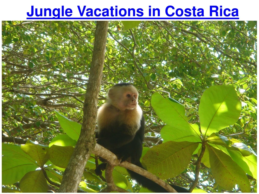 jungle vacations in costa rica