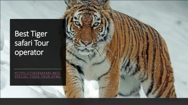 Best Tiger safari Tour operator