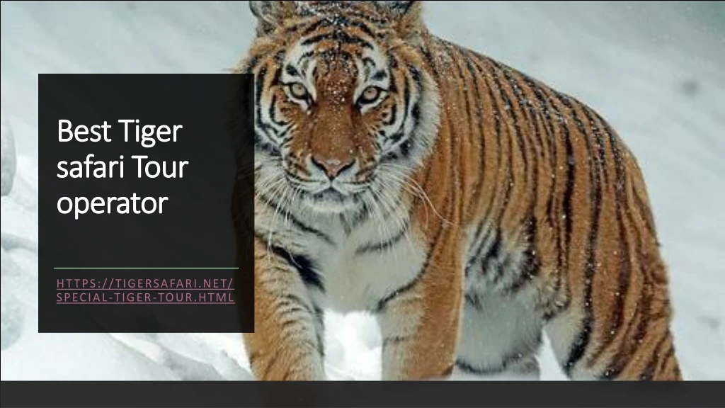 best tiger safari tour operator