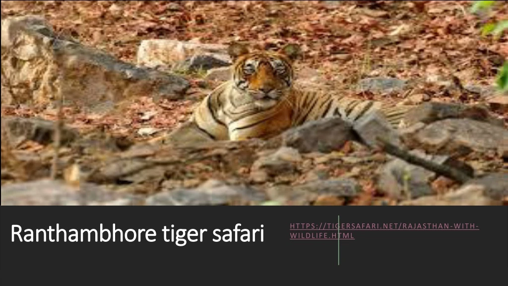 ranthambhore tiger safari