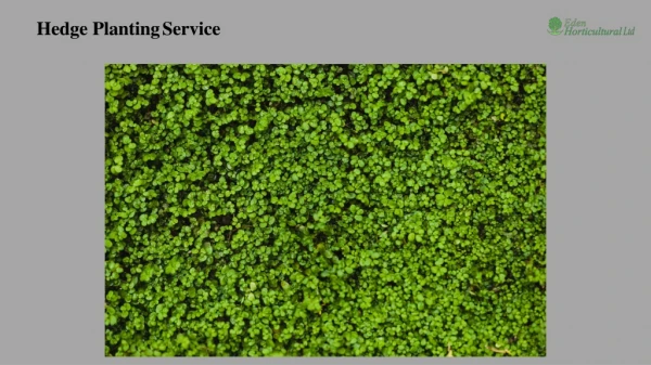 Hedge Planting Service