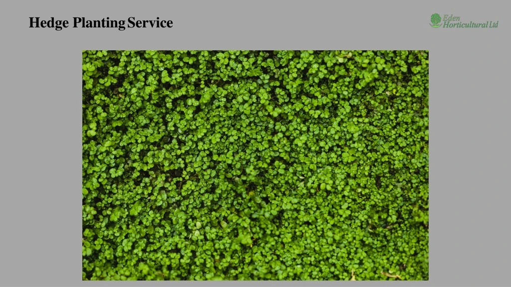 hedge planting service