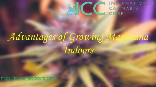 Advantages of Growing Marijuana Indoors