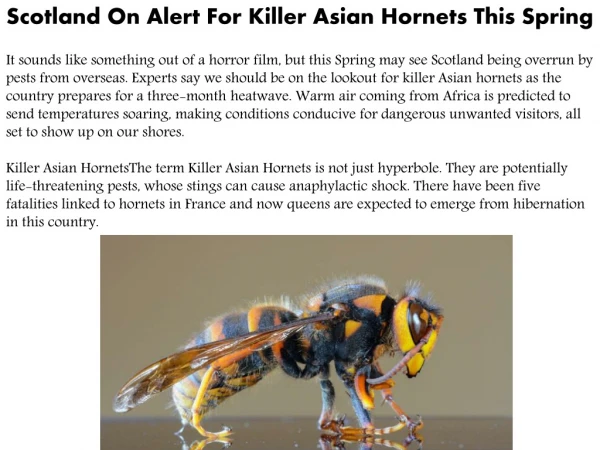 Scotland On Alert For Killer Asian Hornets This Spring