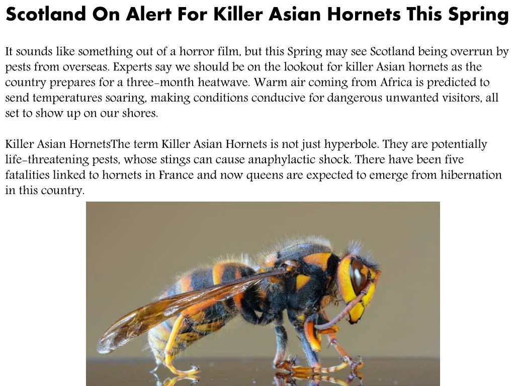 scotland on alert for killer asian hornets this