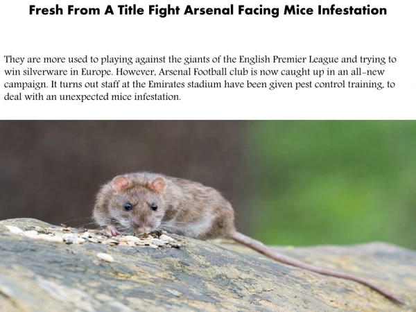Fresh From A Title Fight Arsenal Facing Mice Infestation