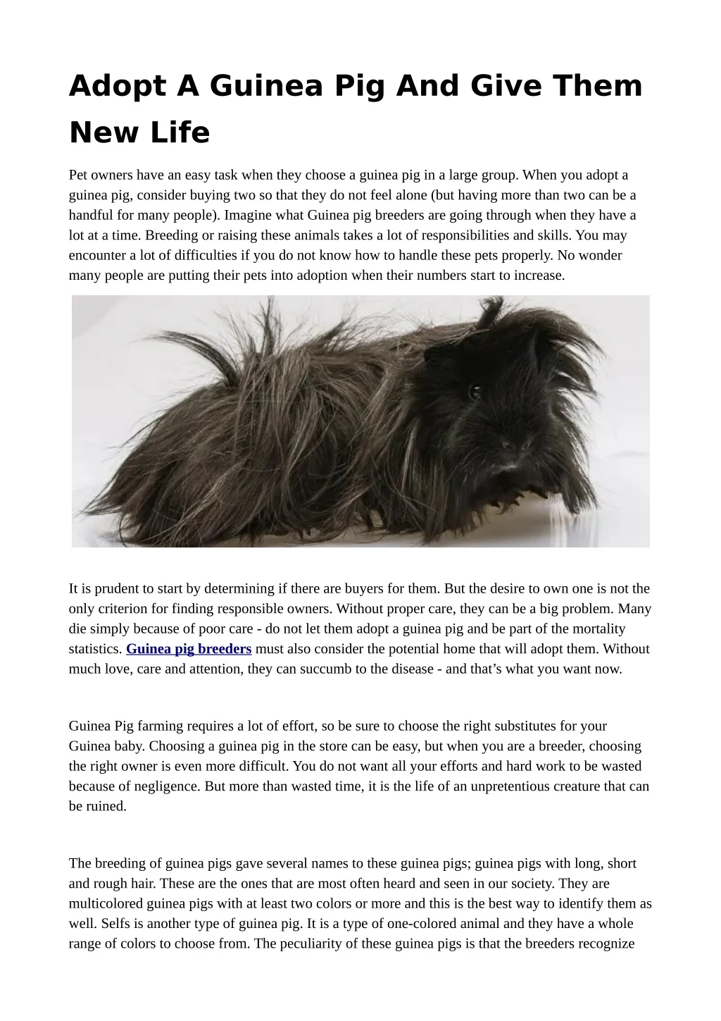adopt a guinea pig and give them new life