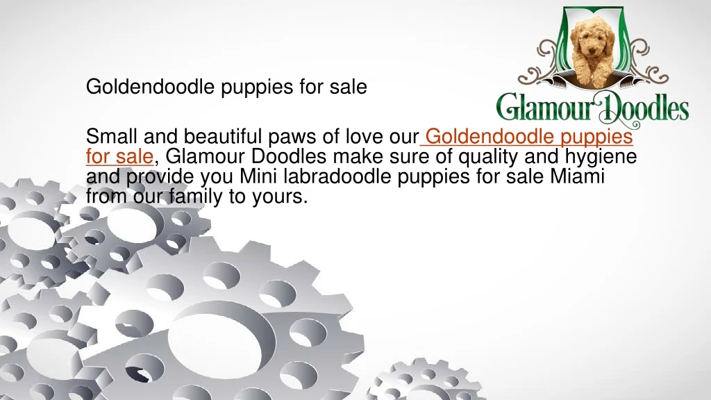 goldendoodle puppies for sale small and beautiful