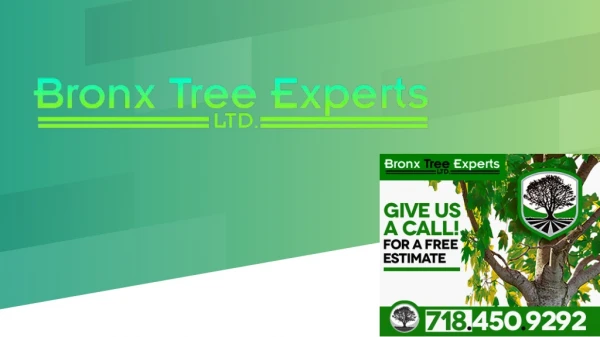 Affordable Tree Service Company - Bronx Tree Pro