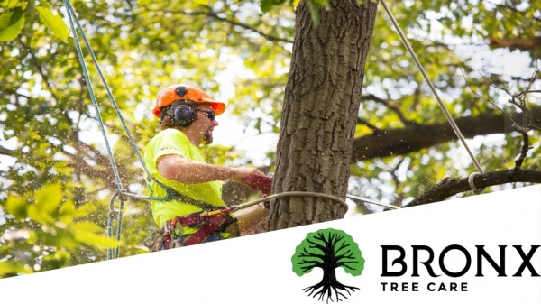 Bronx Tree Removal Company