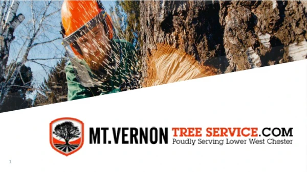MT Vernon Tree Service