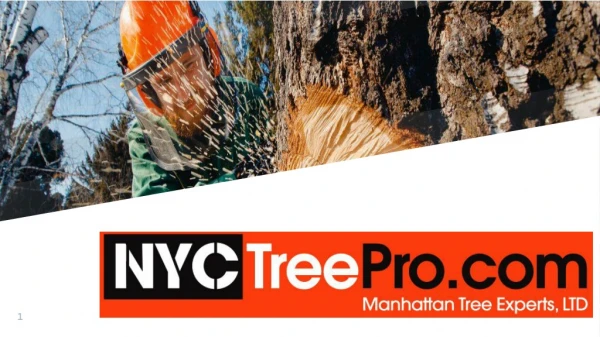 NYC Tree Pro