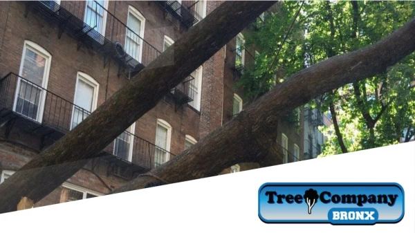 Tree Removal Company in BRONX