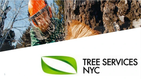 24/7 Emergency Tree Services In NYC