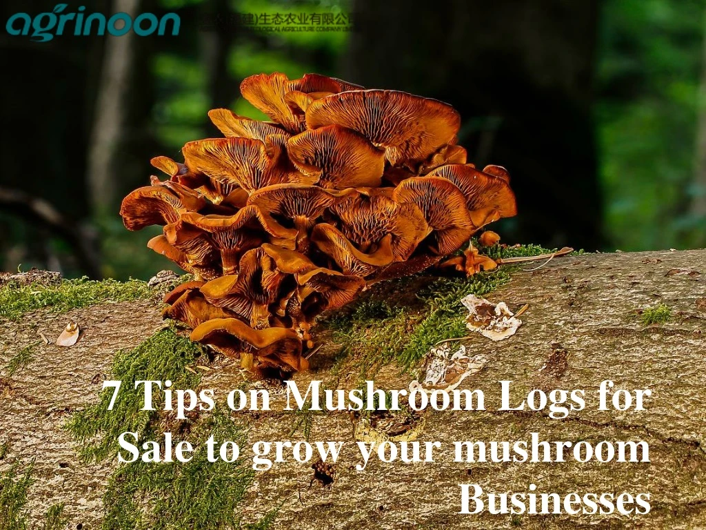 7 tips on mushroom logs for sale to grow your mushroom businesses