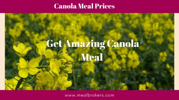 Select the Best Canola Meal from Meal Brokers