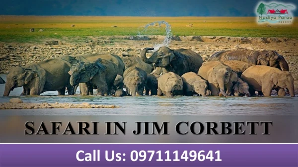 Safari in Jim Corbett