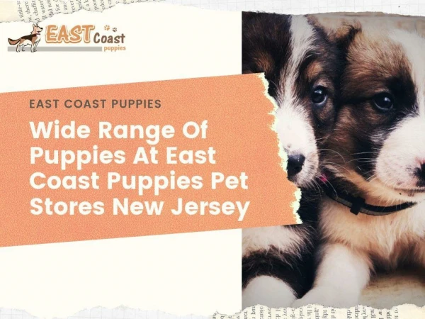 Wide Range Of Puppies At East Coast Puppies Pet Stores New Jersey