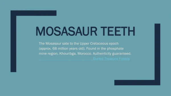 Mosasaur Teeth & Fossils