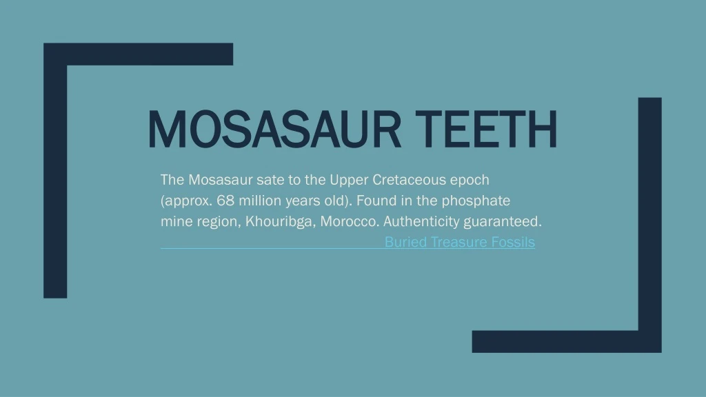 mosasaur teeth