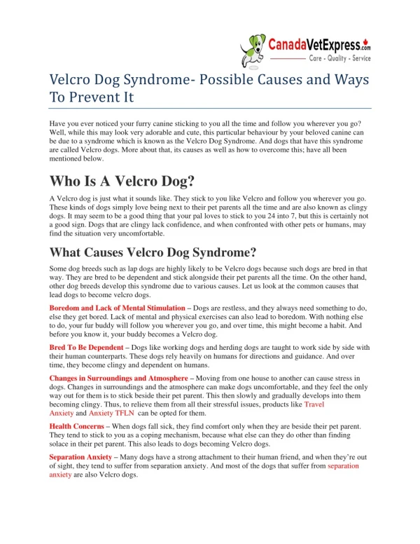 Velcro Dog Syndrome- Possible Causes and Ways To Prevent It