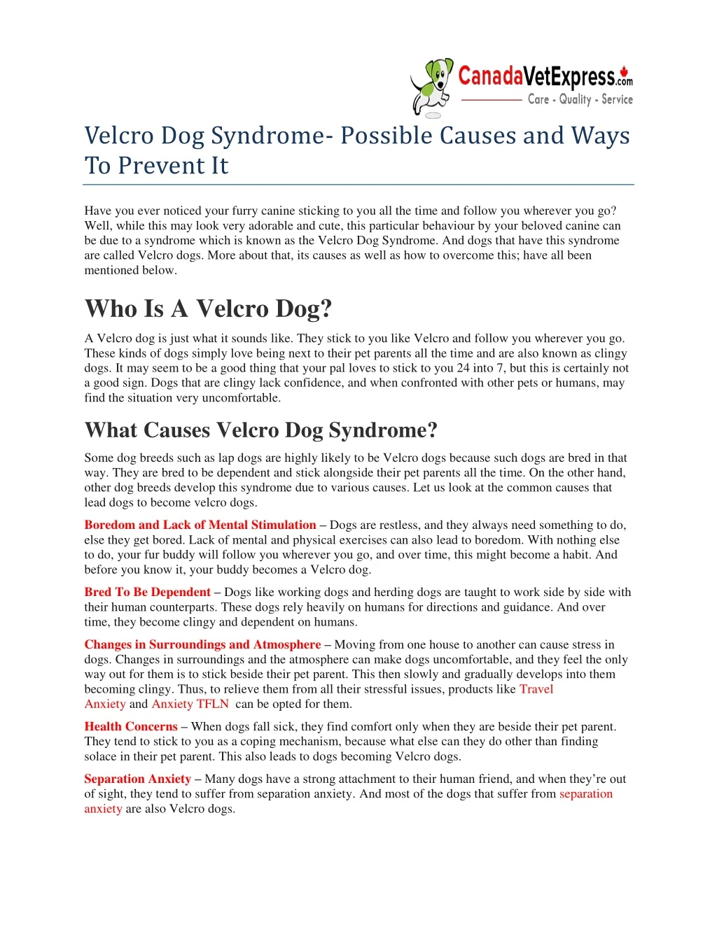 velcro dog syndrome possible causes and ways