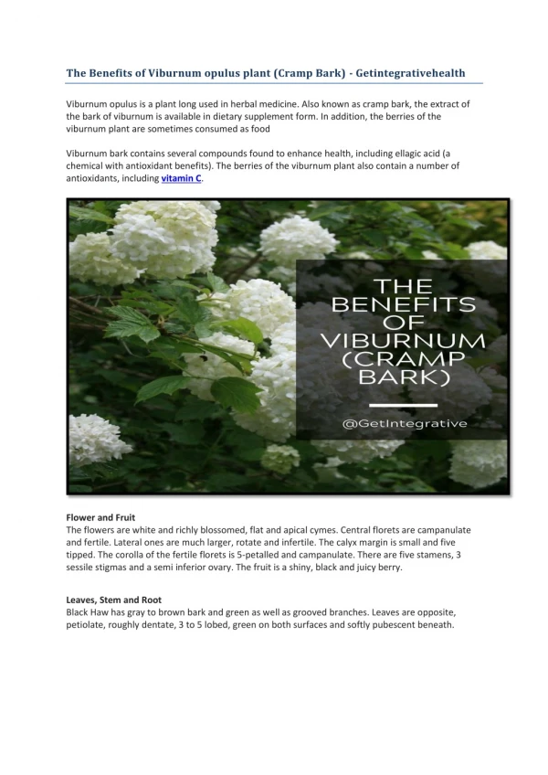 The Benefits of Viburnum opulus plant (Cramp Bark) - Getintegrativehealth