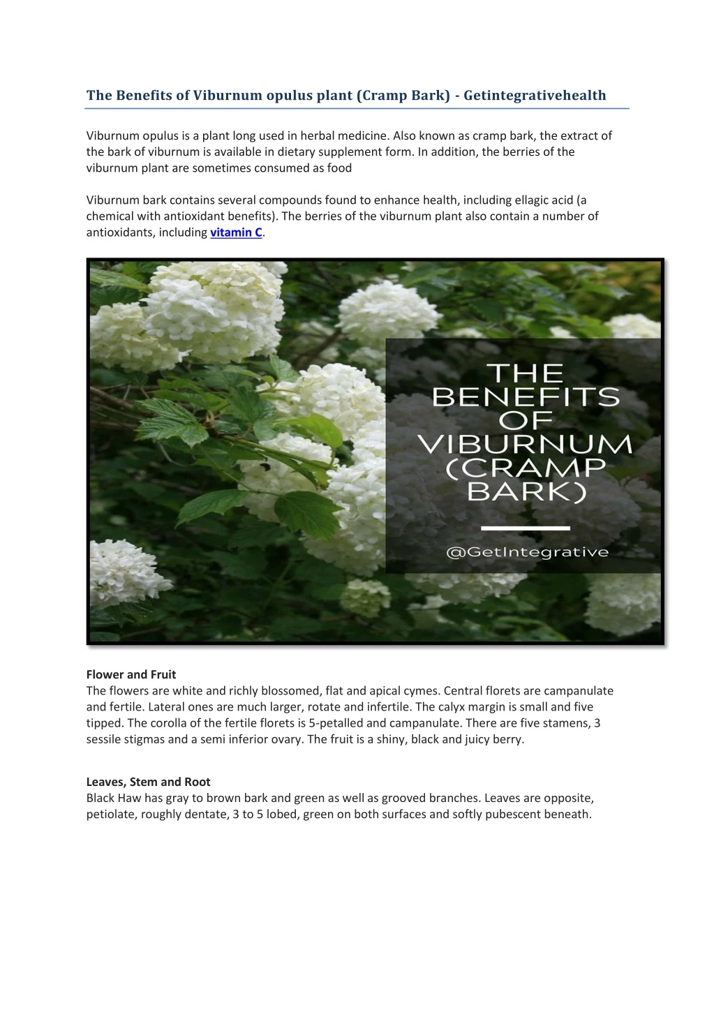 the benefits of viburnum opulus plant cramp bark