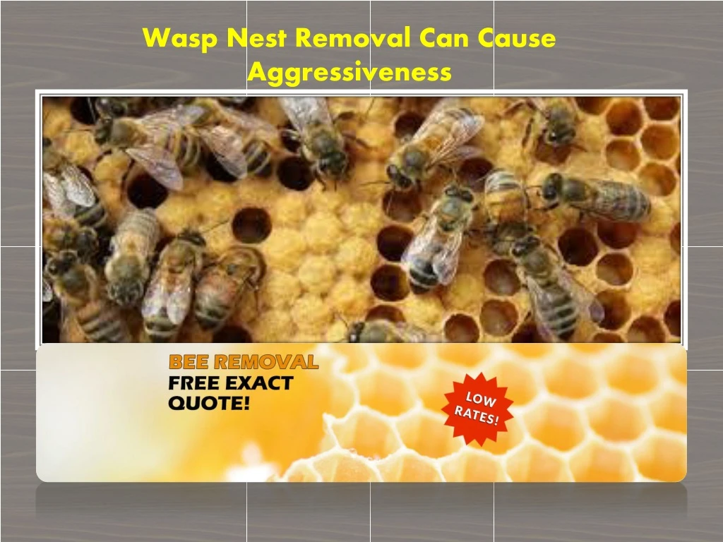 wasp nest removal can cause aggressiveness