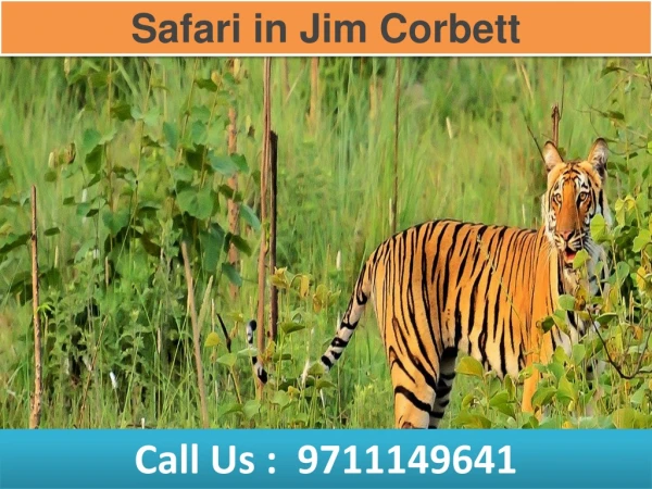 Safari in Jim Corbett