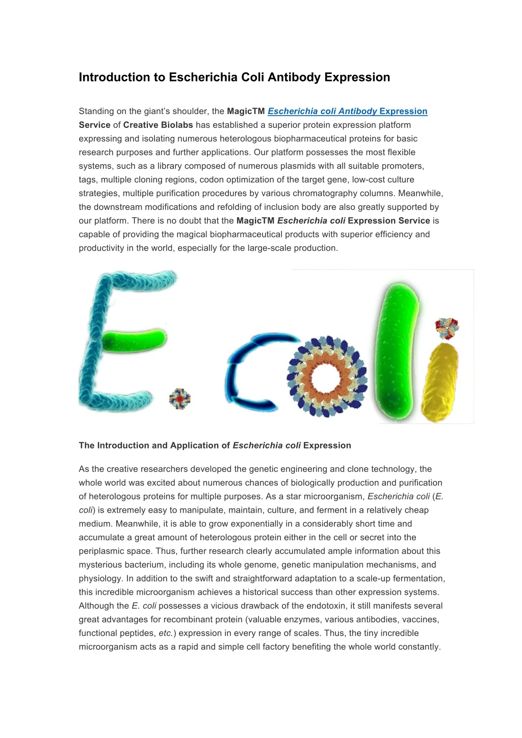 introduction to escherichia coli antibody
