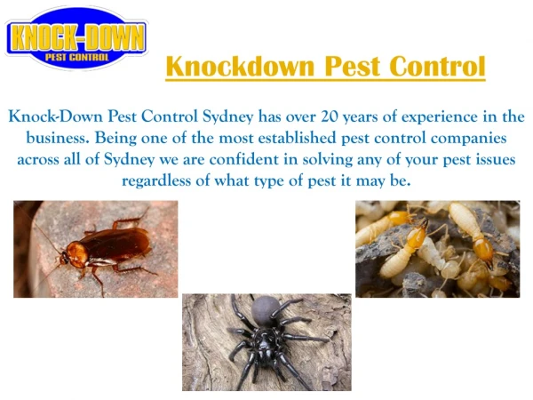 Pest Control Woolwich | Knockdown Pest Control