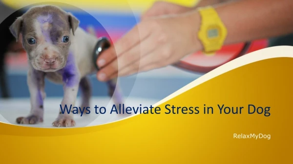 Ways to Alleviate Stress in Your Dog