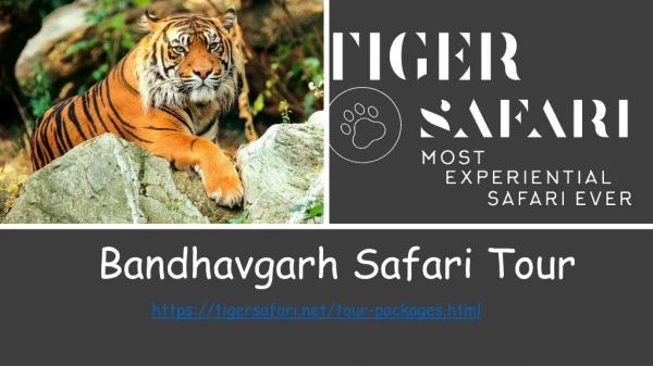 Bandhavgarh safari tour- Tiger safari