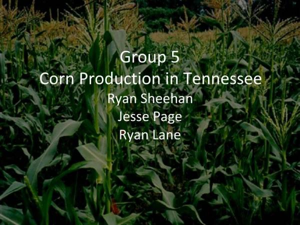 Group 5 Corn Production in Tennessee Ryan Sheehan Jesse Page Ryan Lane
