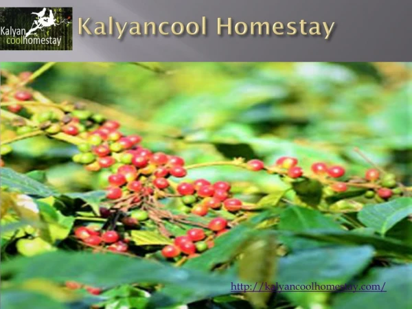 Homestay in Chikmagalur | Kalyancool Homestay