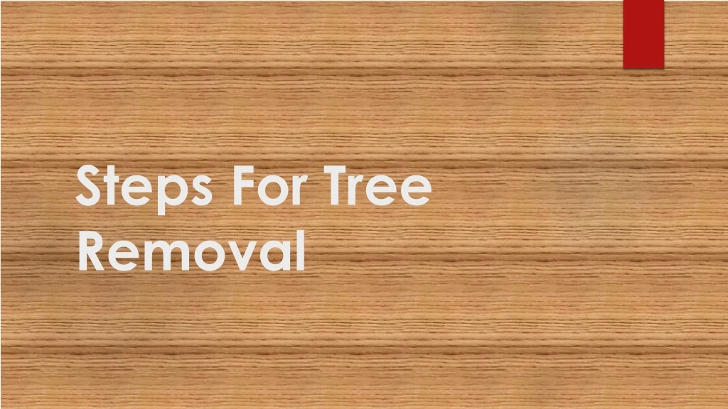 steps for tree removal