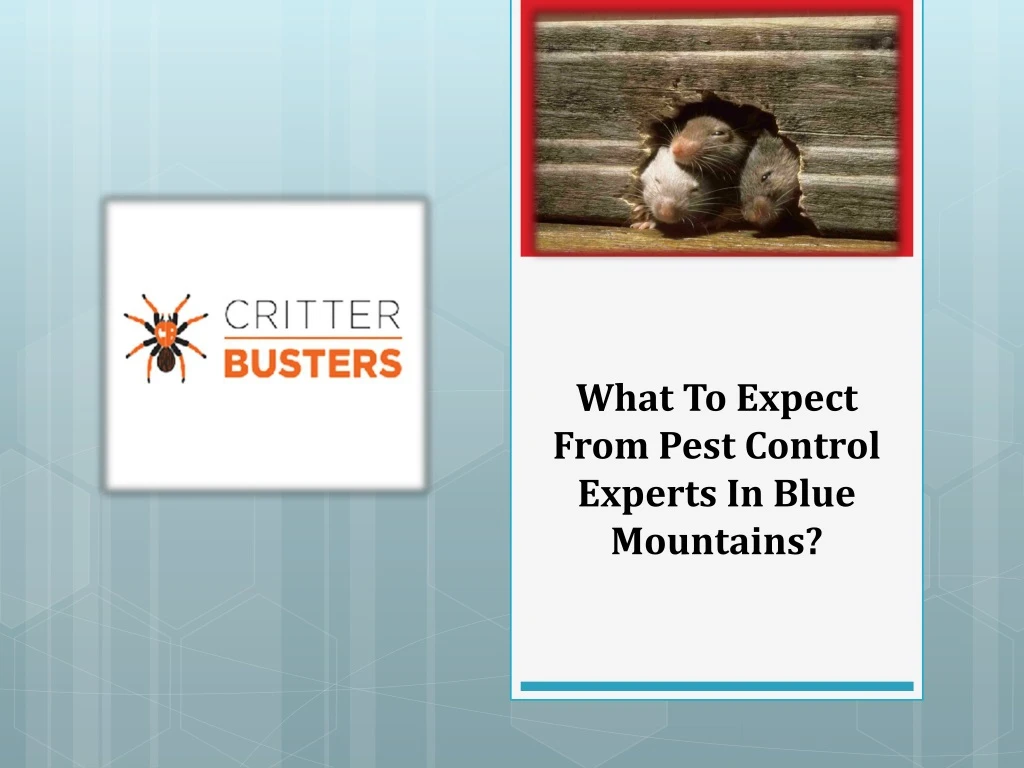 what to expect from pest control experts in blue