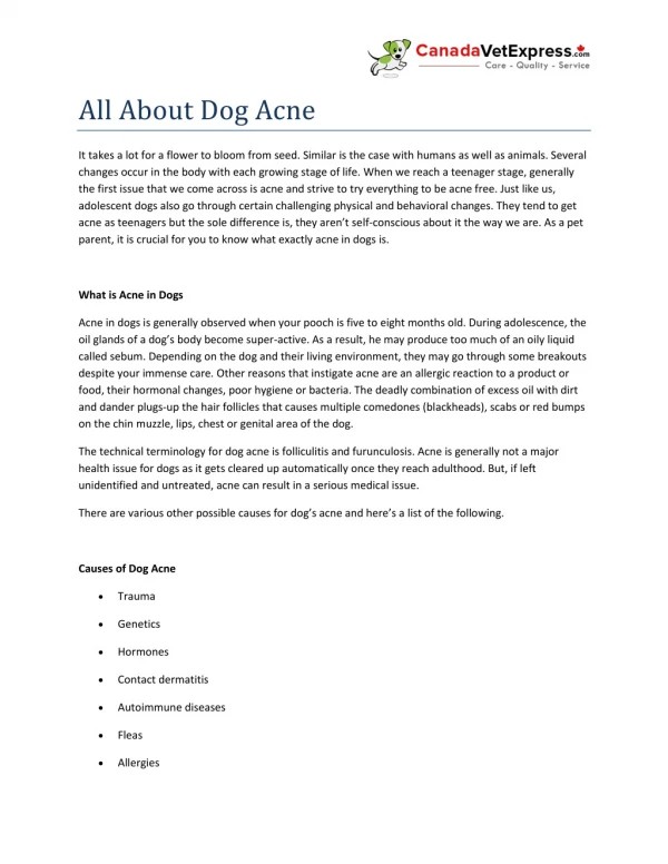 All About Dog Acne - CanadaVetExpress