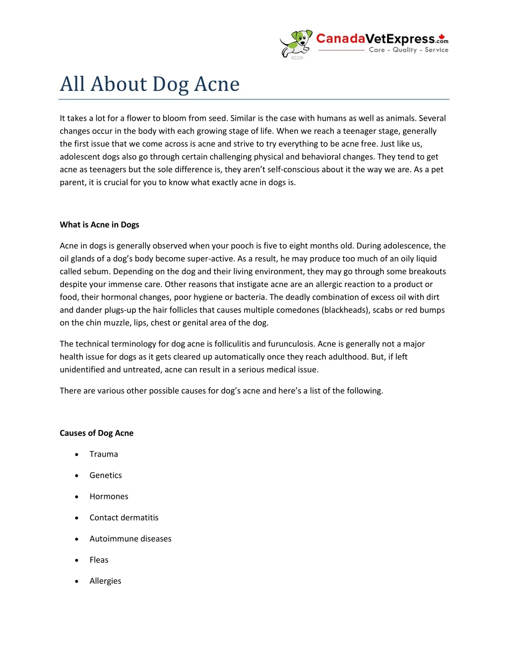 all about dog acne