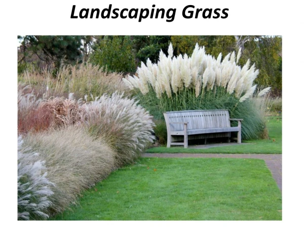 Best Landscaping Grass In Dubai