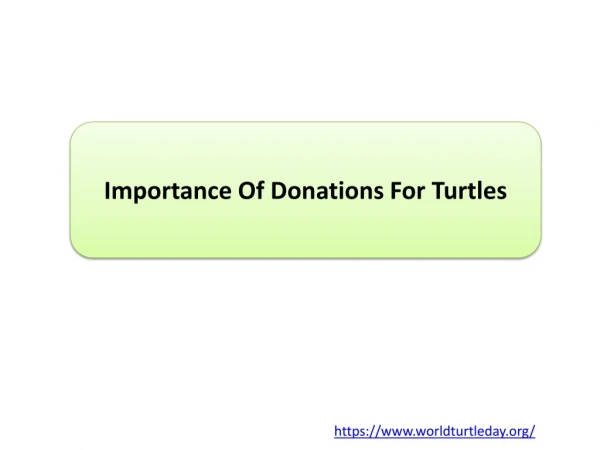 Importance Of Donations For Turtles