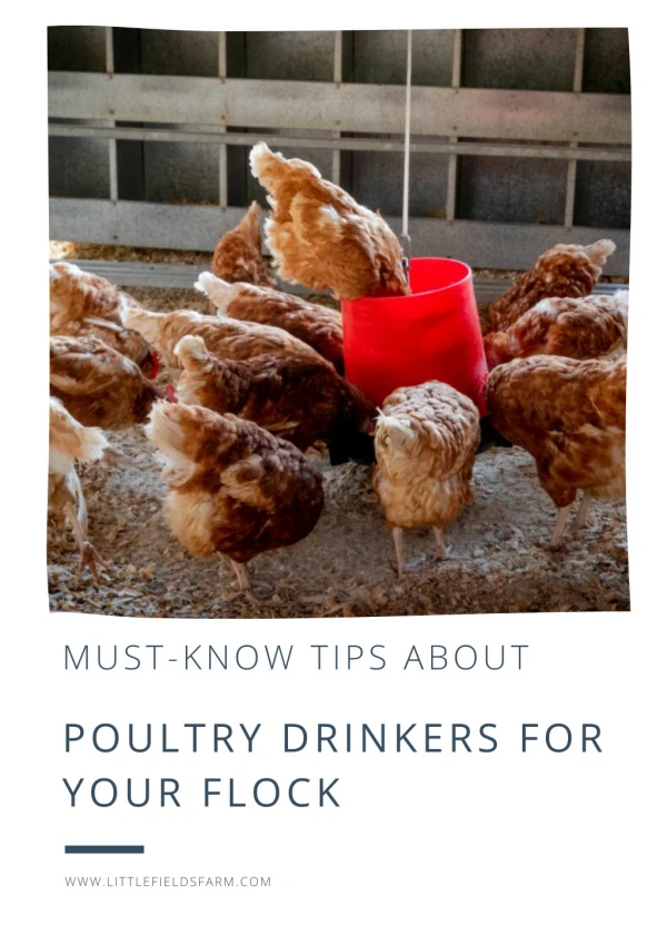 Must-Know Tips About Poultry Drinkers For Your Flock