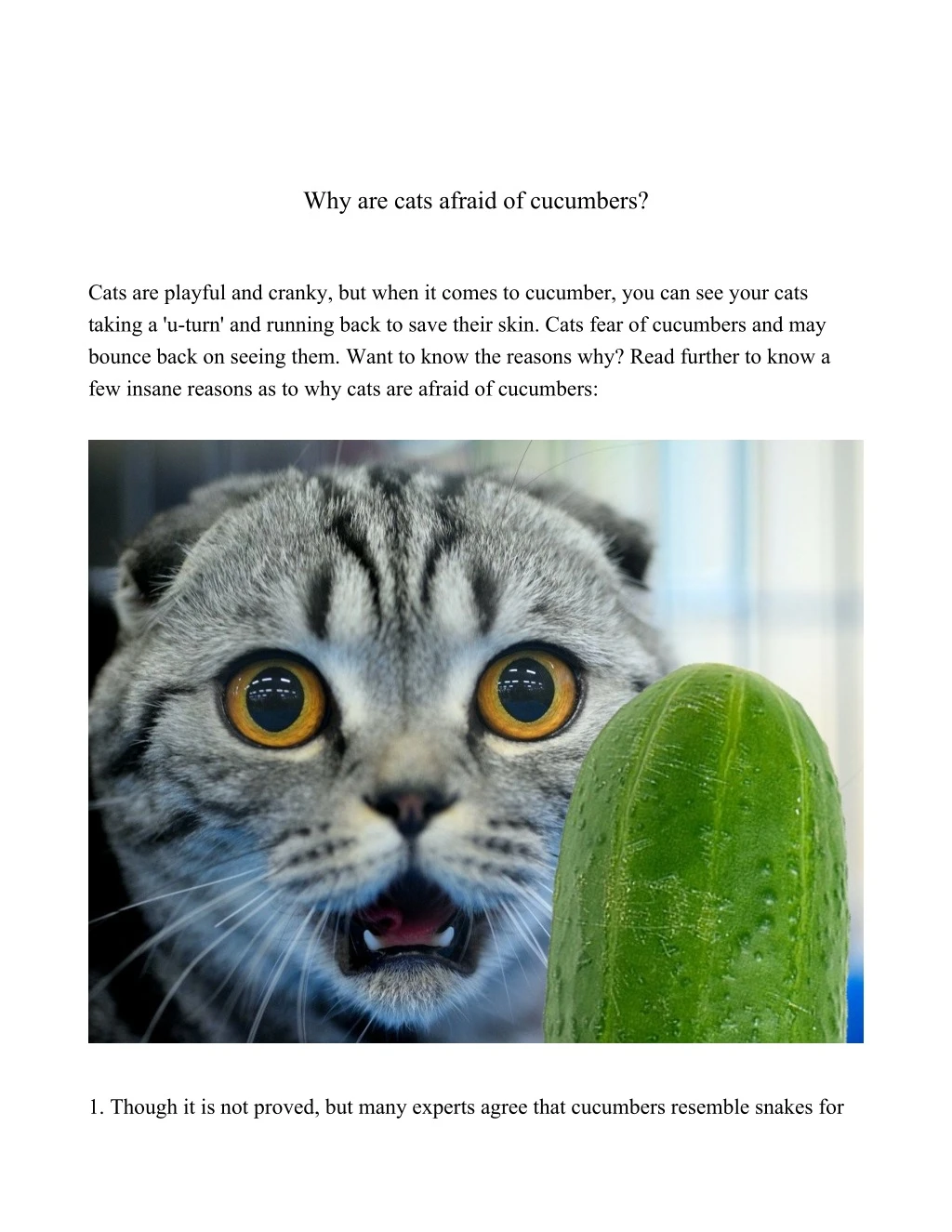 why are cats afraid of cucumbers