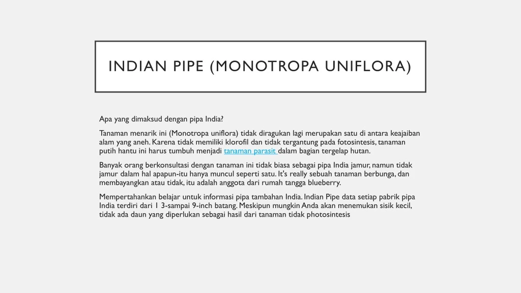indian pipe monotropa uniflora
