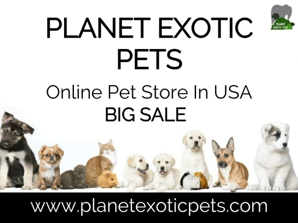 Buy Exotic Pets Online At Best Price.